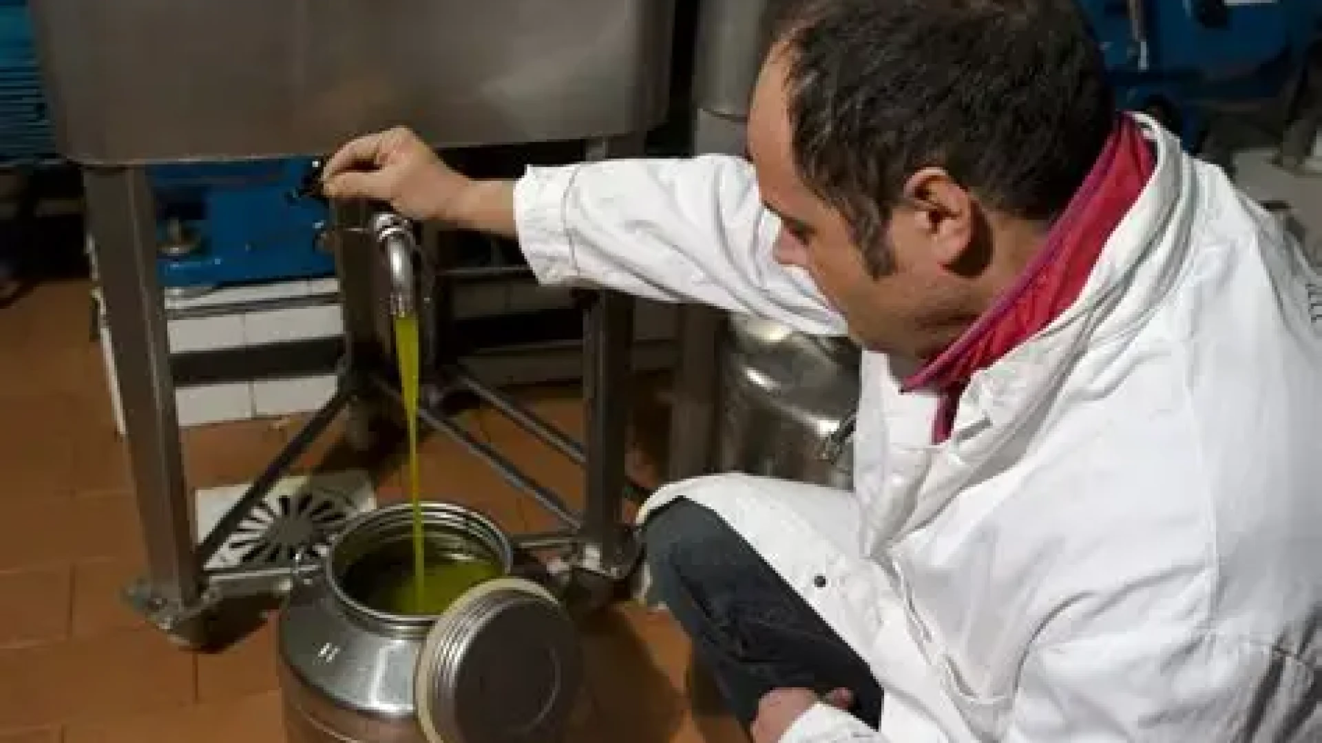 Frantoi cooperativi in azione: parte la campagna olearia 2025